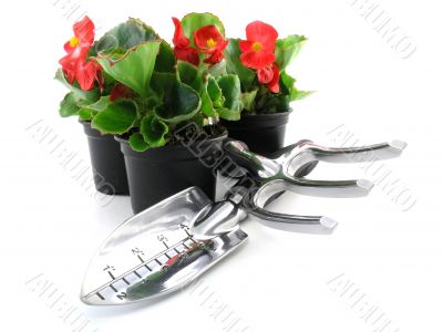 begonia 