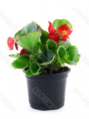 begonia 