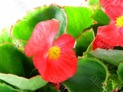 begonia 