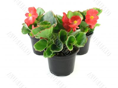 begonia 
