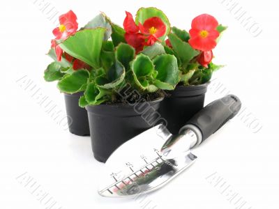 begonia 