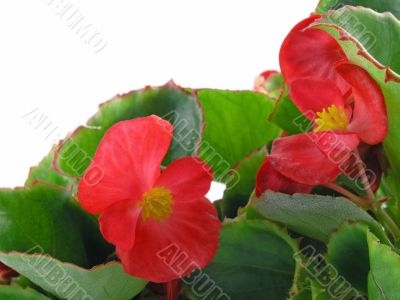 begonia 