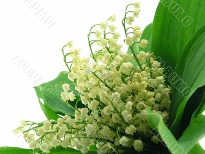 Lilies of the valley