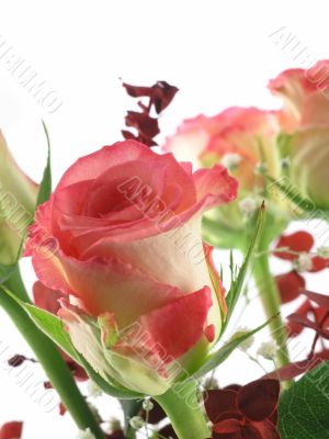 rose bouquet