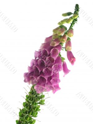 foxglove