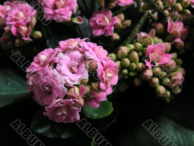 Kalanchoe