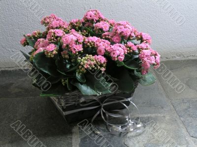 Kalanchoe