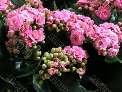 Kalanchoe