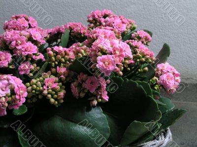 Kalanchoe