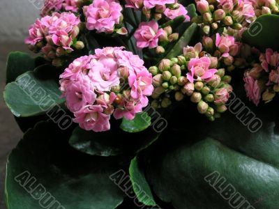 Kalanchoe