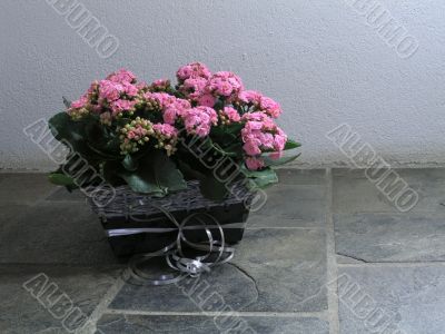 Kalanchoe