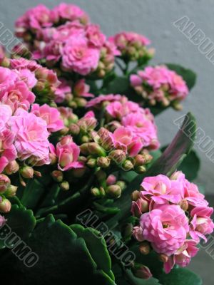 Kalanchoe