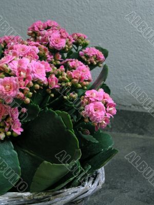 Kalanchoe