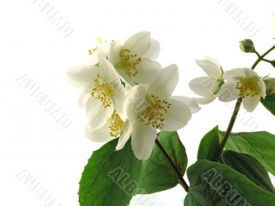 series flowers: branch of fresh jasmine