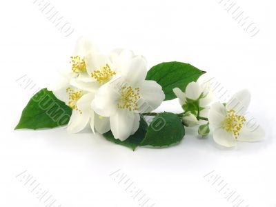 series flowers: branch of fresh jasmine