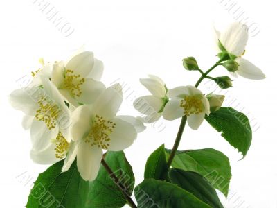 series flowers: branch of fresh jasmine