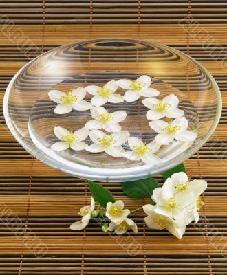 series flowers: branch of fresh jasmine