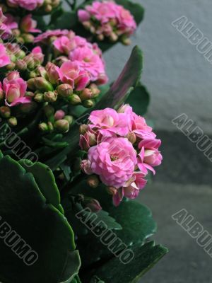 Kalanchoe