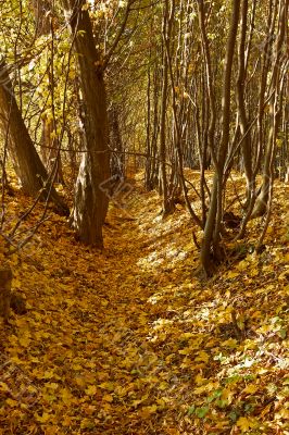 Ravine in autumn woods