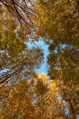 Crown of various autumn trees