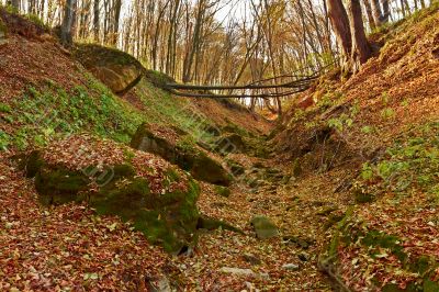 Ravine in the forest