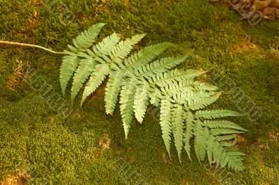 Ferns leaf on the moss