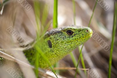 head of lizard