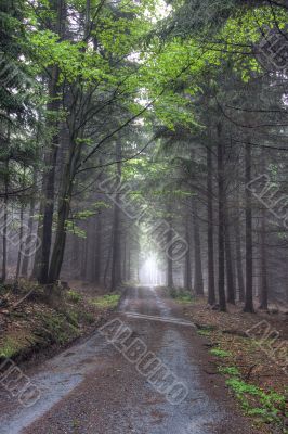 road in foggy coniferous forest