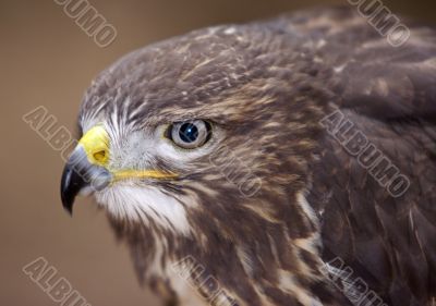 buzzard - detail of the head