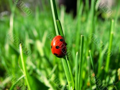 Ladybird in the green grass