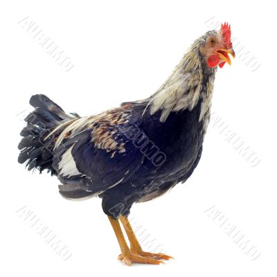 young bantam rooster