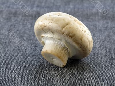 fresh champignon 