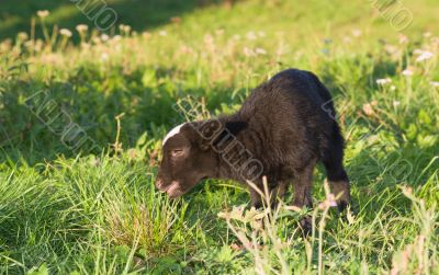  Lamb grazing in green meadow