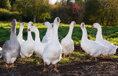 Aflock of white geese walking on a green meadow