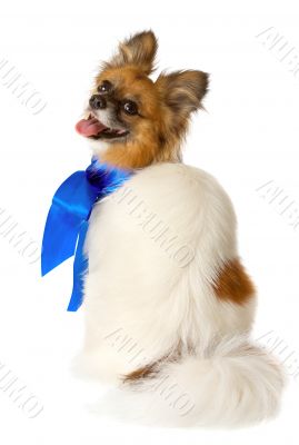 Papillon dog breed with a blue bow, isolated 