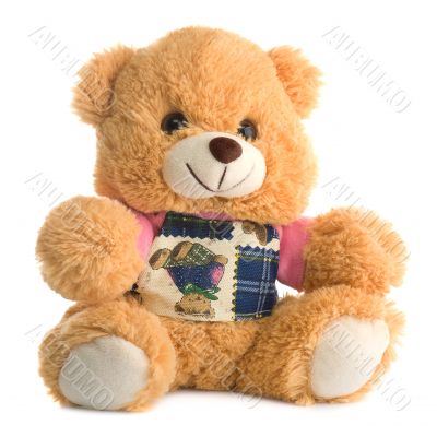 Cute teddy bear, isolated 