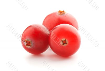 Cranberry closeup, isolated