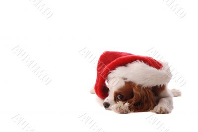 Cavalier King Charles Spaniel in Santa Hat