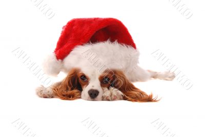 Cavalier King Charles Spaniel in Santa Hat