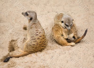 Suri&Ntilde;at Suricata suricatta