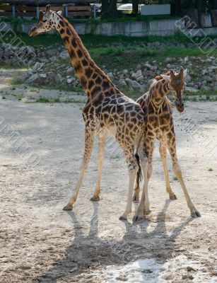 african Giraffe