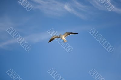 sea gull
