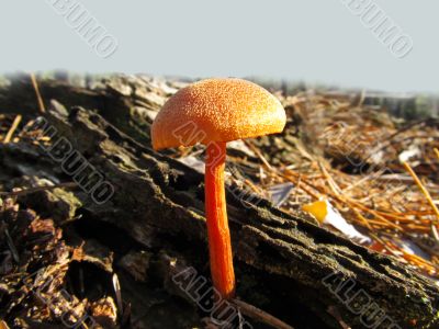 Beautiful toadstool