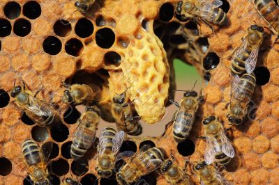 Life and reproduction of bees