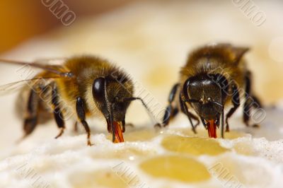 The process of converting nectar to honey