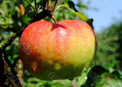 Apple after the rain