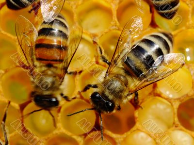 Bees at work