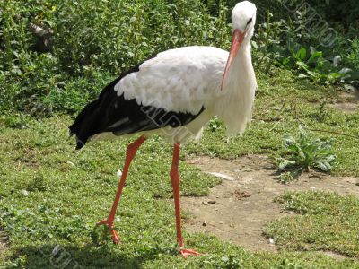 white Stork