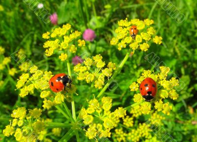 Ladybugs on hemlock or omega