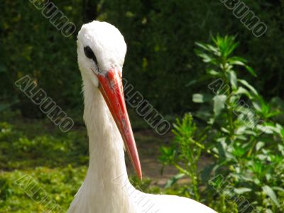 white Stork